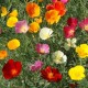Semillas de Amapola Californiana colores mixtos